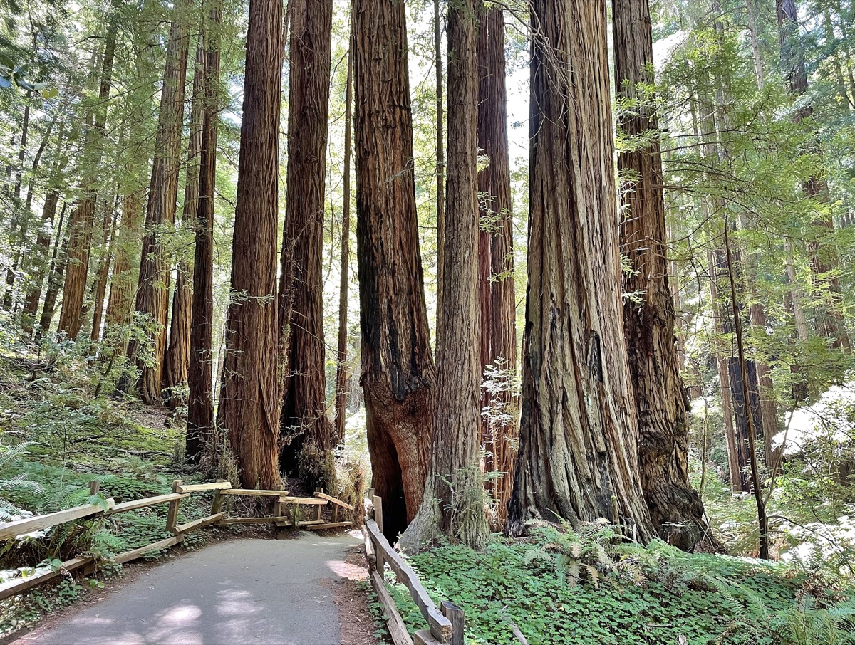 A paved trail winding beneath towering redwoods in Muir Woods