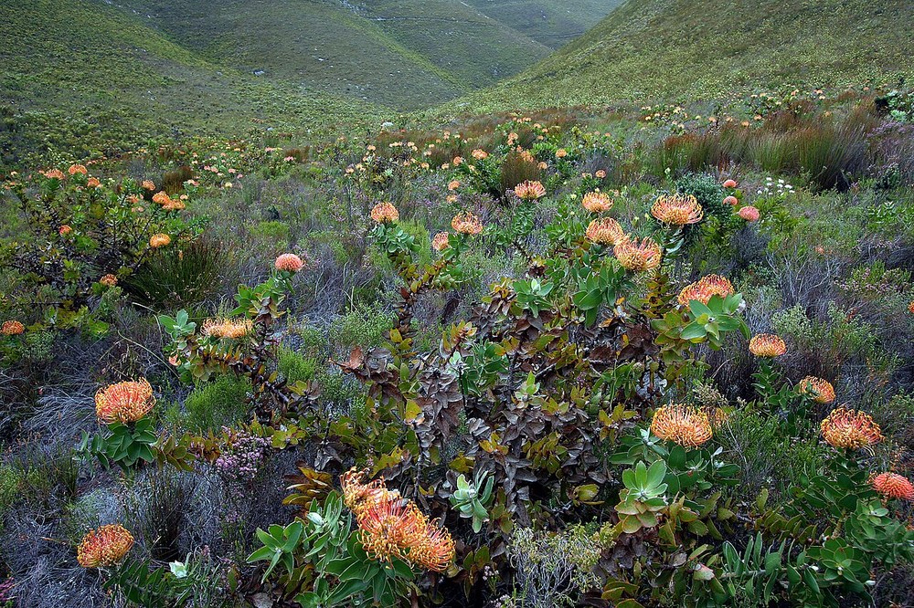Flowering fynbos at Fernkloof Nature Reserve