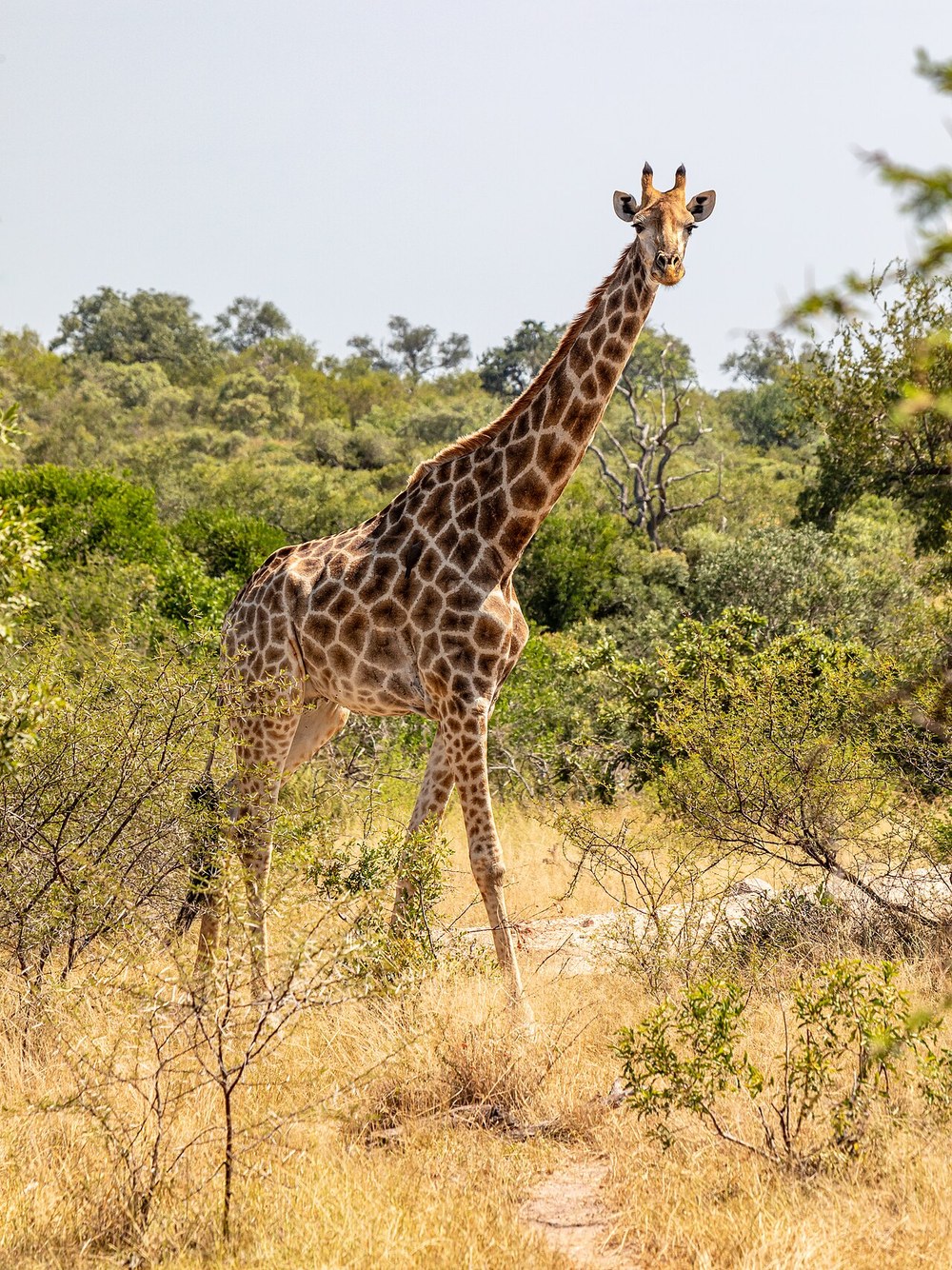 Giraffes in Kruger National Park