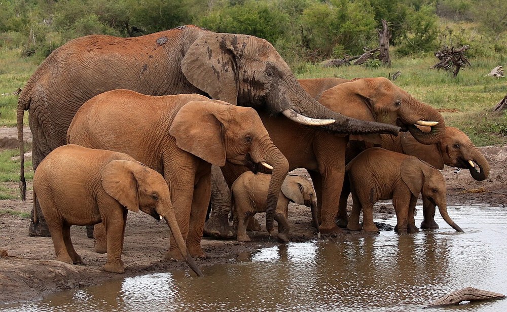Elephants in Madikwe Game Reserve