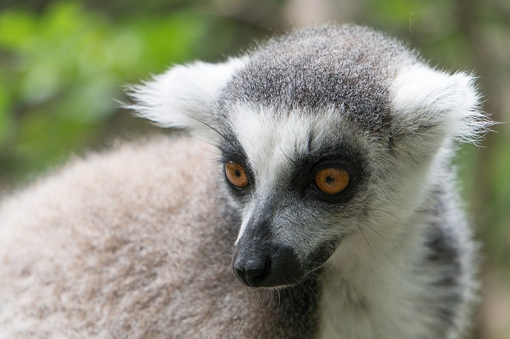 A lemur at Monkeyland